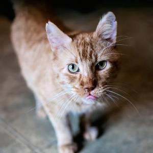 Feline Immunodeficiency Virus cat rescue grand rapids