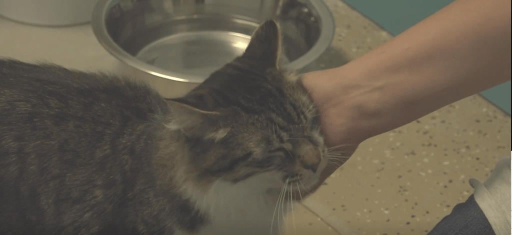Kitties who love getting scritches at the Second chance cats adoption center in Grand Rapids Michigan
