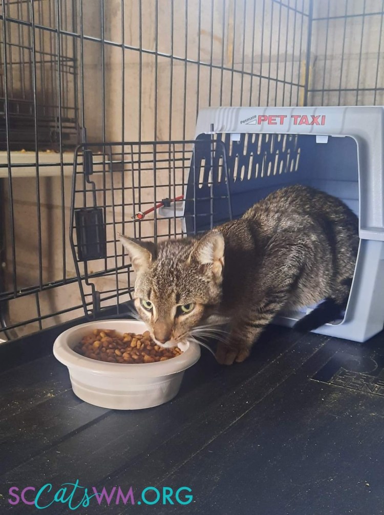 help homeless cats in Grand Rapids Michigan