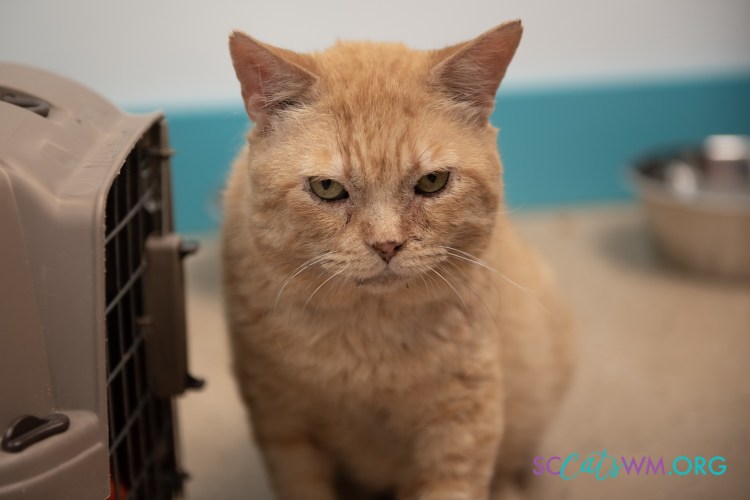 adopt a grumpy cat Grand Rapids