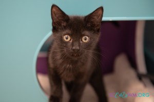 contact Second Chance Cats of West Michigan
