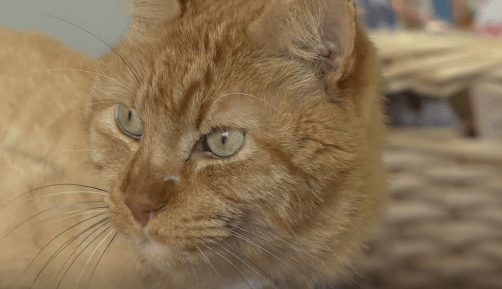 Hudson is not up for adoption but he is working the center at the Second Chance Cats Mascot!