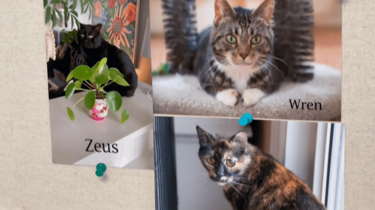 find your perfect pet companion cat at Second Chance Cats in Grand Rapids Michigan