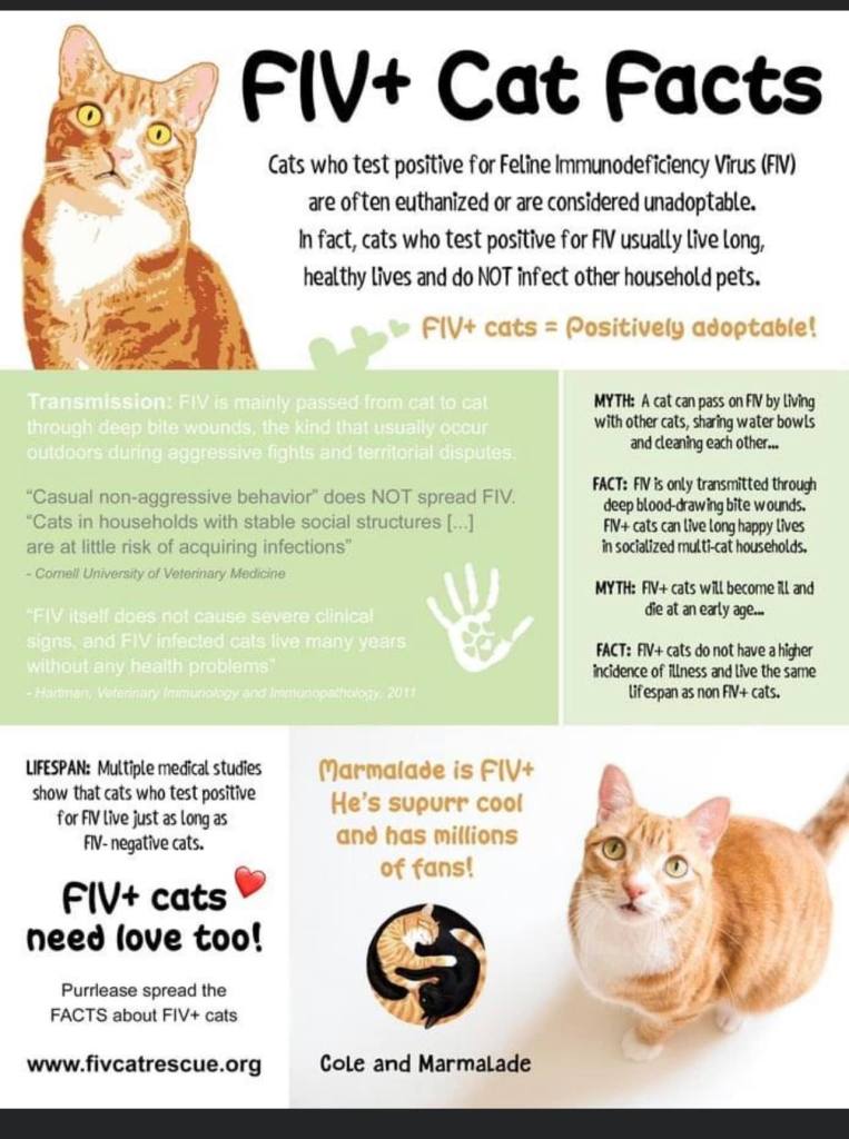  FIV in Cats Second Chance Cats of West Michigan