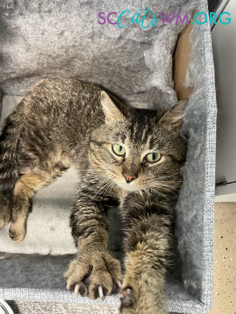 Skip declawed Cats adopt a second chance cat today