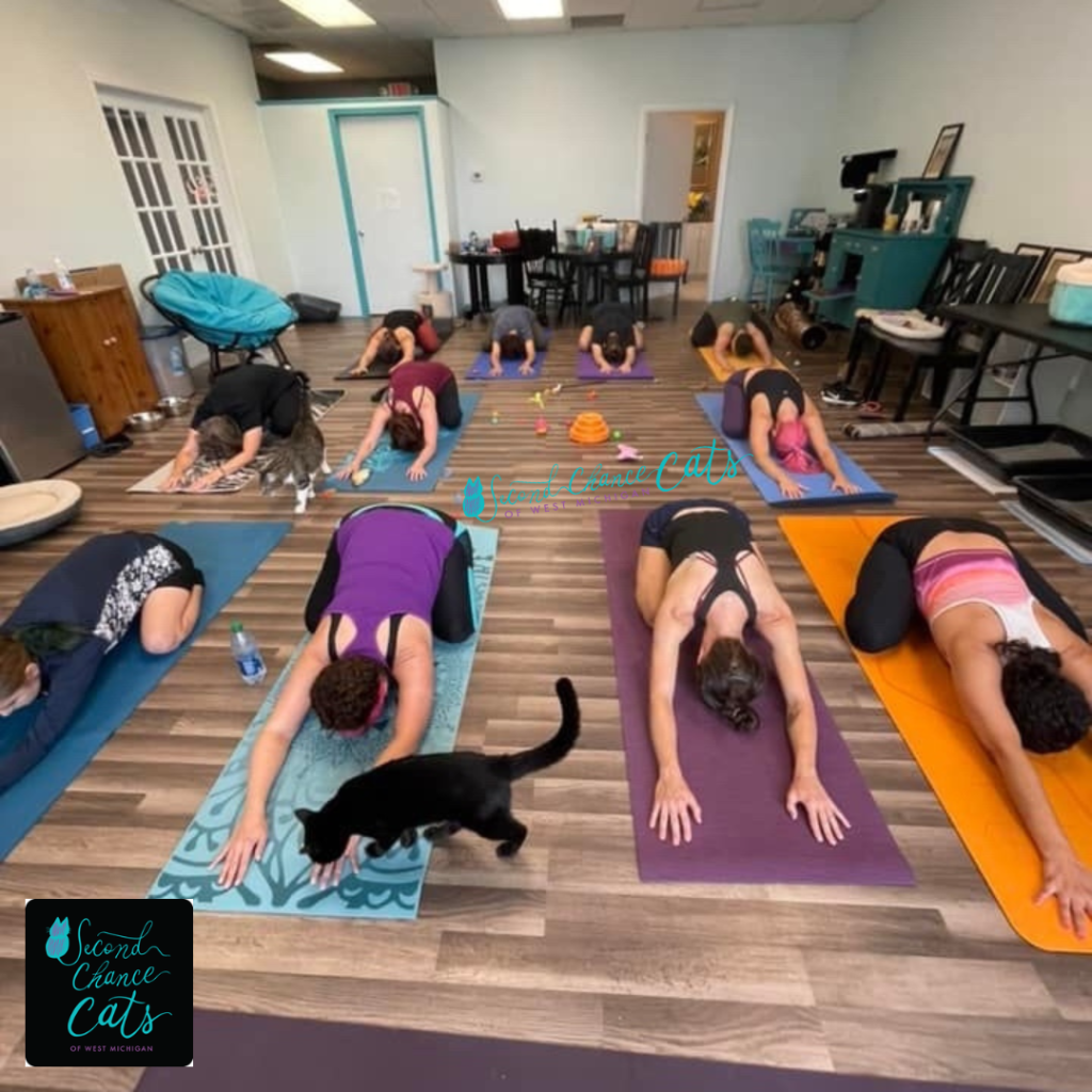 cat yoga Second Chance Cats of West Michigan
