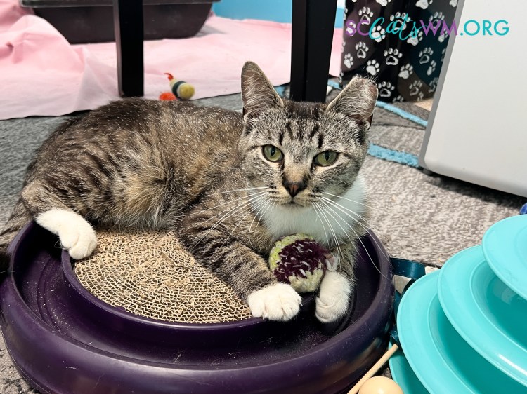 cat social media in michigan