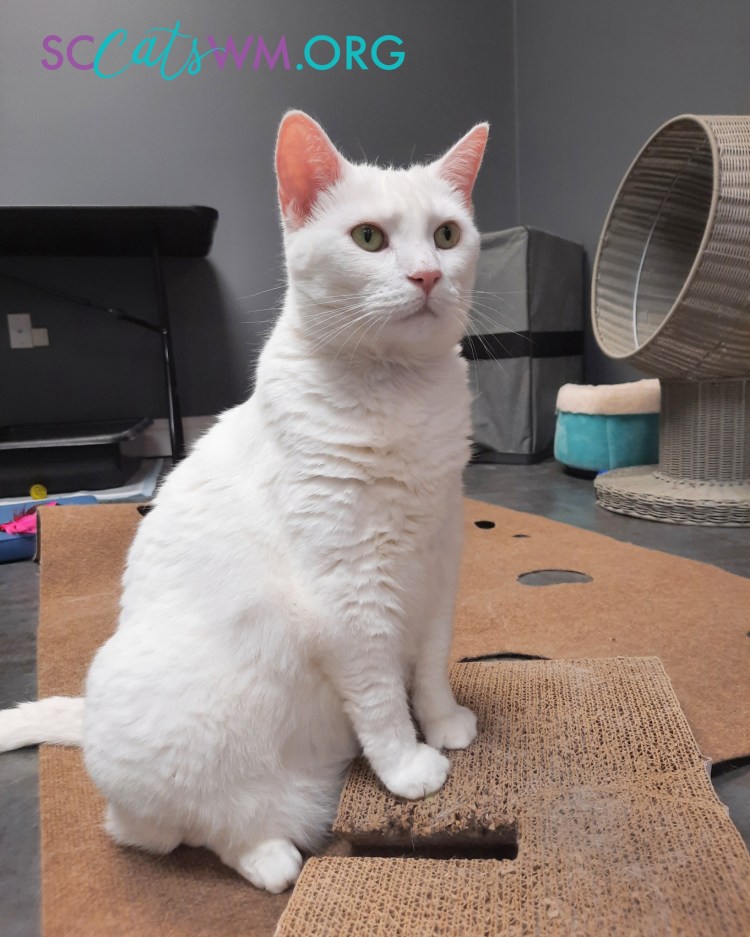  A cat sitting gracefully, gazing into the distance, symbolizing hope and the vision of future goals for Second Chance Cats as they continue to grow and rescue more cats.