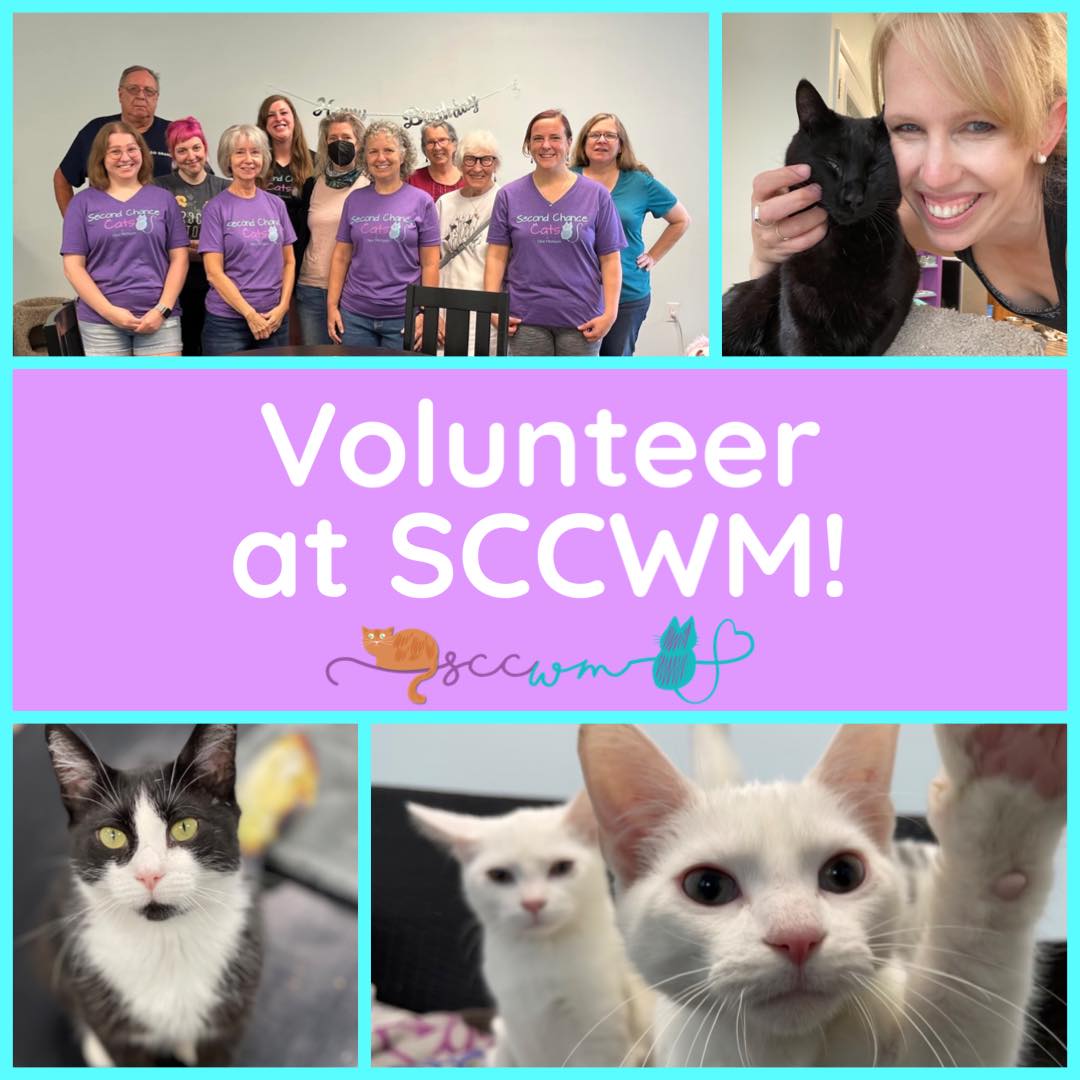 Cat rescue volunteer near me – Finding volunteer opportunities and making a difference