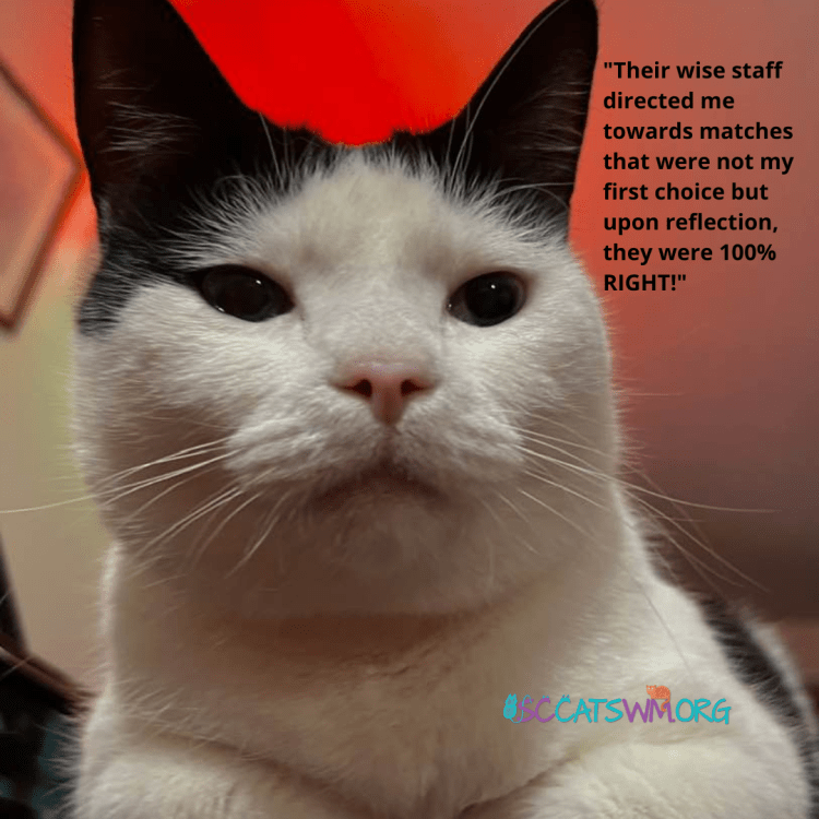 A happy cat named Mr. Moe with his adopters, accompanied by a quote from them, 'Their wise staff directed me towards matches that were not my first choice but upon reflection, they were 100 percent right,' highlighting the thoughtful matchmaking by Second Chance Cats.