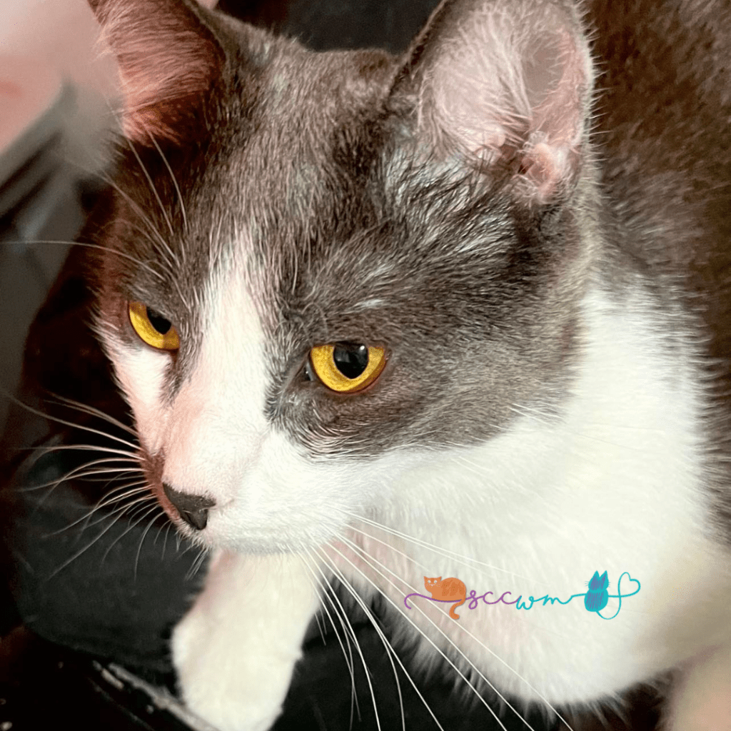 Second Chance Cats of West Michigan Review