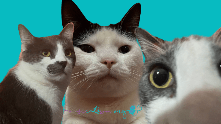 cat adoption reviews Grand Rapids Michigan