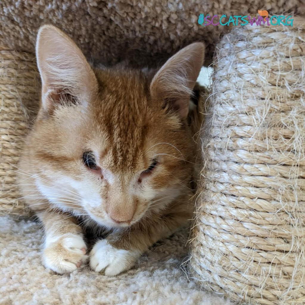 special needs cats in west michigan