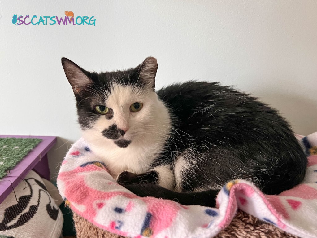 adopting a cat in Wyoming Michigan