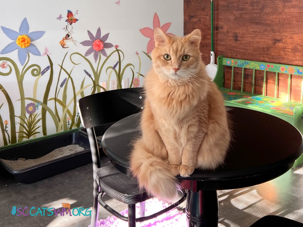 adopting a cat in Grand Rapids Michigan