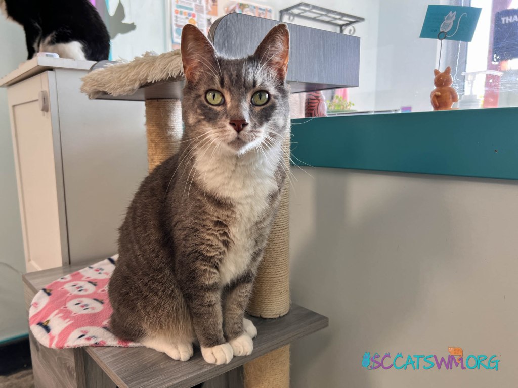 adopt a cat Michigan