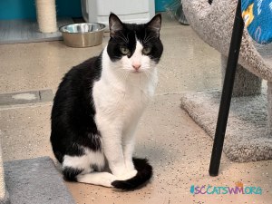 Find Declawed Cats for Adoption