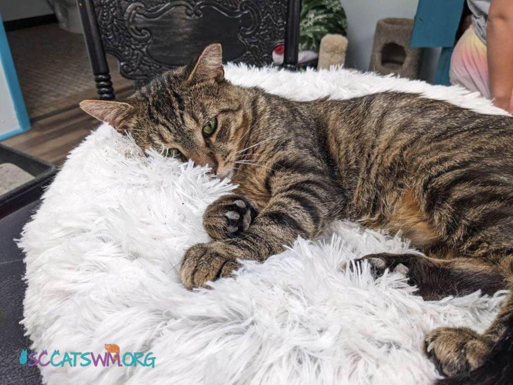 cat adoption in Kentwood Michigan