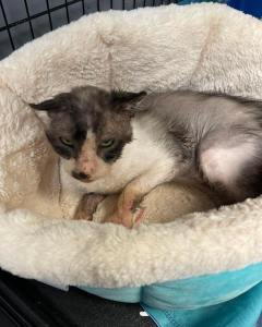 Special Needs Cats for adoption in Grand Rapids