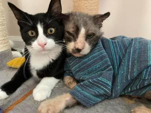  FIV+ cats. Firstly, FIV is not easily transmitted among cats