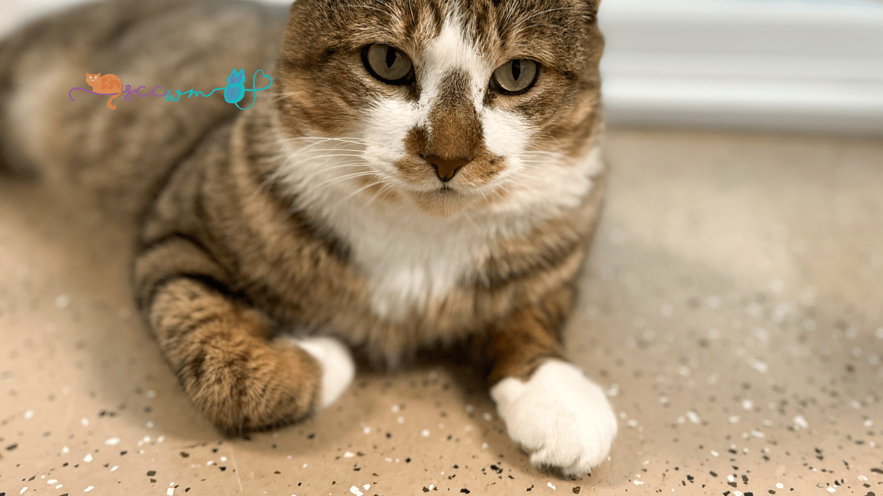 adopting declawed cat in grand rapids