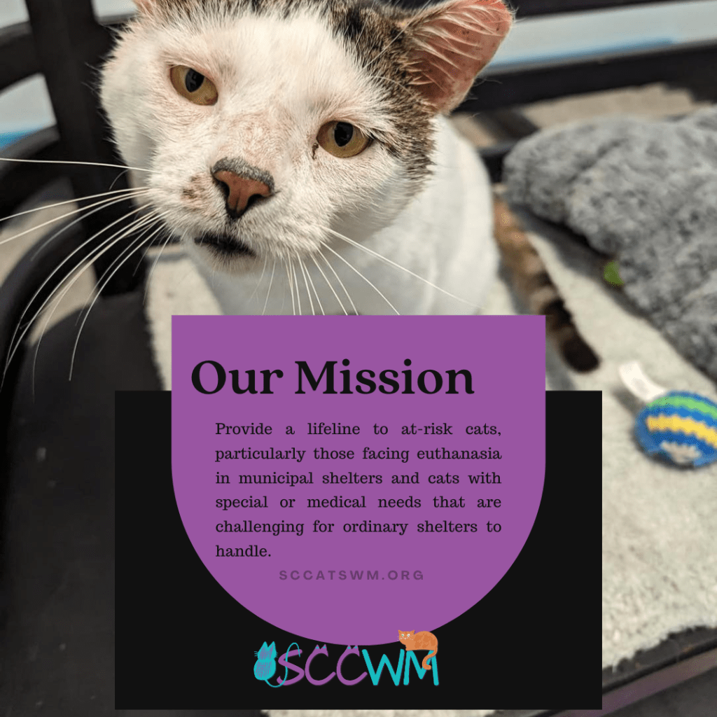 Second Chance Cats of West Michigan Grand Rapids Wyoming Kentwood Cat adoption agency mission