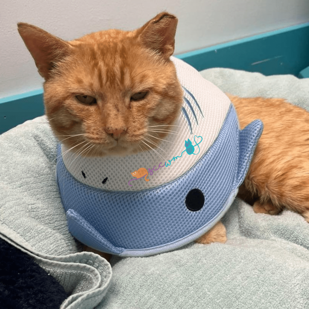 medical care for cats in grand rapids michigan