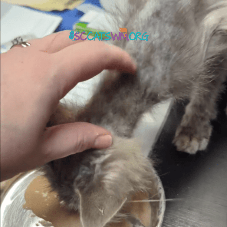 cat rescue PSA story Emerald