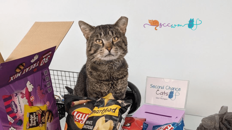 cat events in Grand Rapids Michigan