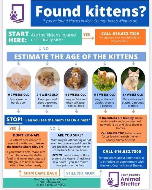 Found Kittens in Grand Rapids, Found Kittens, Kitten care, Animal Shelter, Foster Family, Grand Rapids Kittens, Wyoming Kittens, Kentwood Kittens, Kent County Animal Shelter