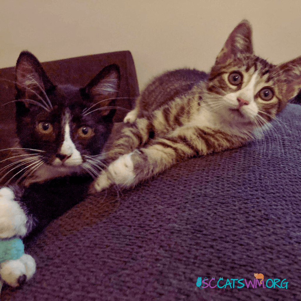 adopting 2 cats in Grand Rapids Michigan