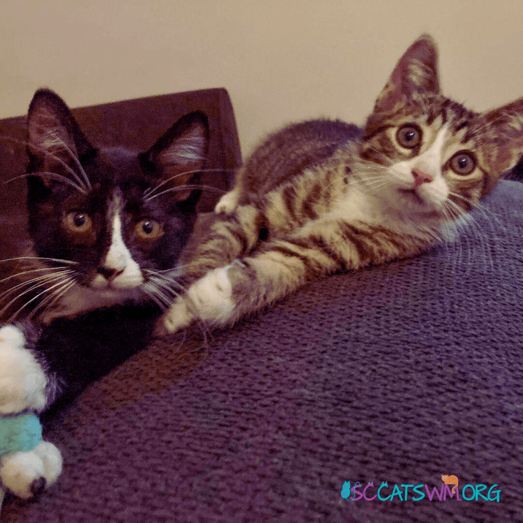 adopting-2-cats kittens Second Chance Cats of West Michigan