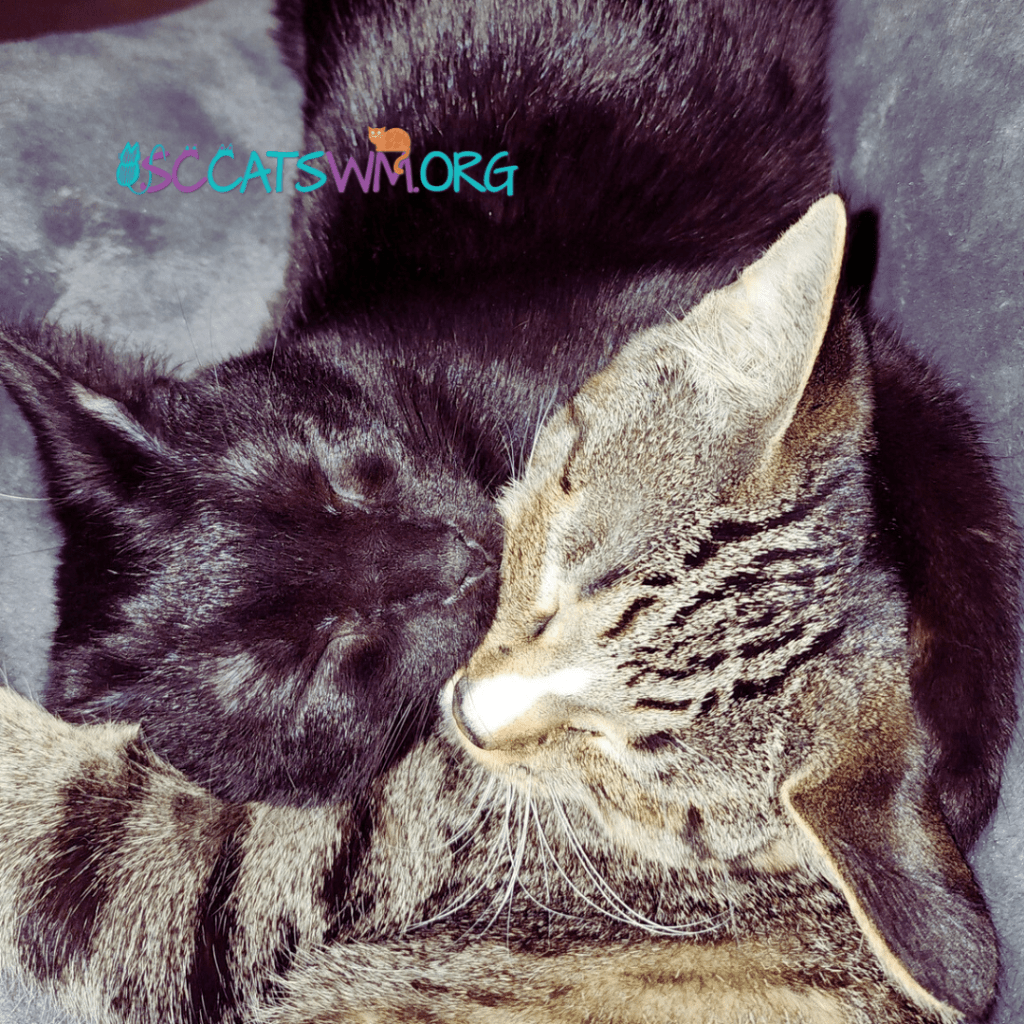 adopting 2 kittens in Grand Rapids Michigan