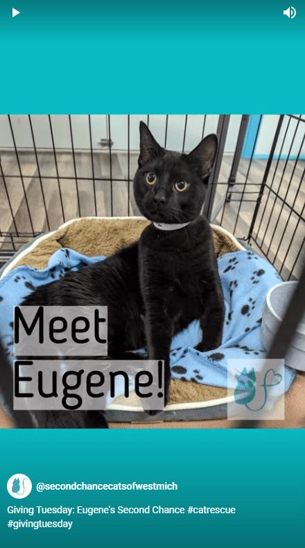 Eugene Second Chance Cats cat in need that needed medical care