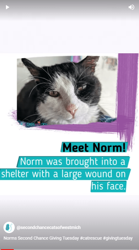 Norm success story of Second Chance Cats of West Michigan