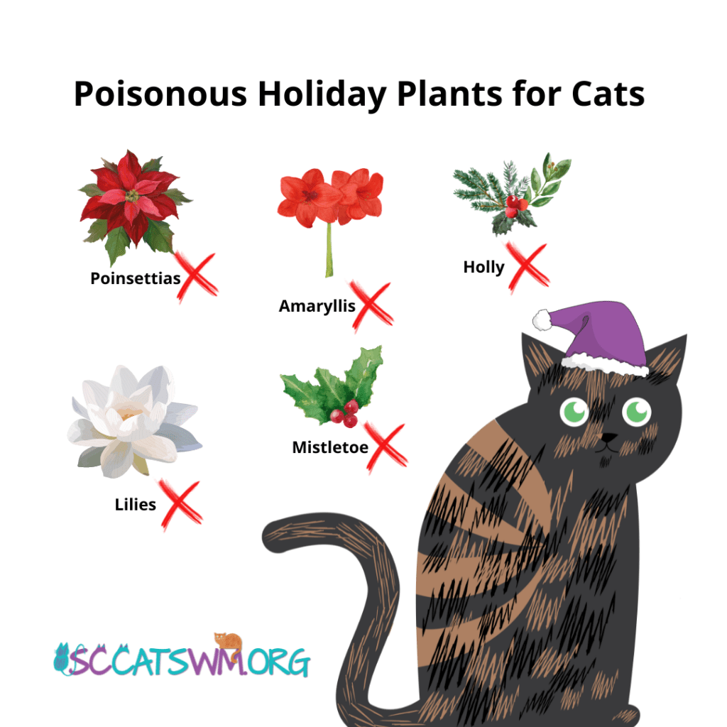 Learn how to keep your feline friends safe from poisonous plants during the holidays From Second Chance Cats of West Michigan.