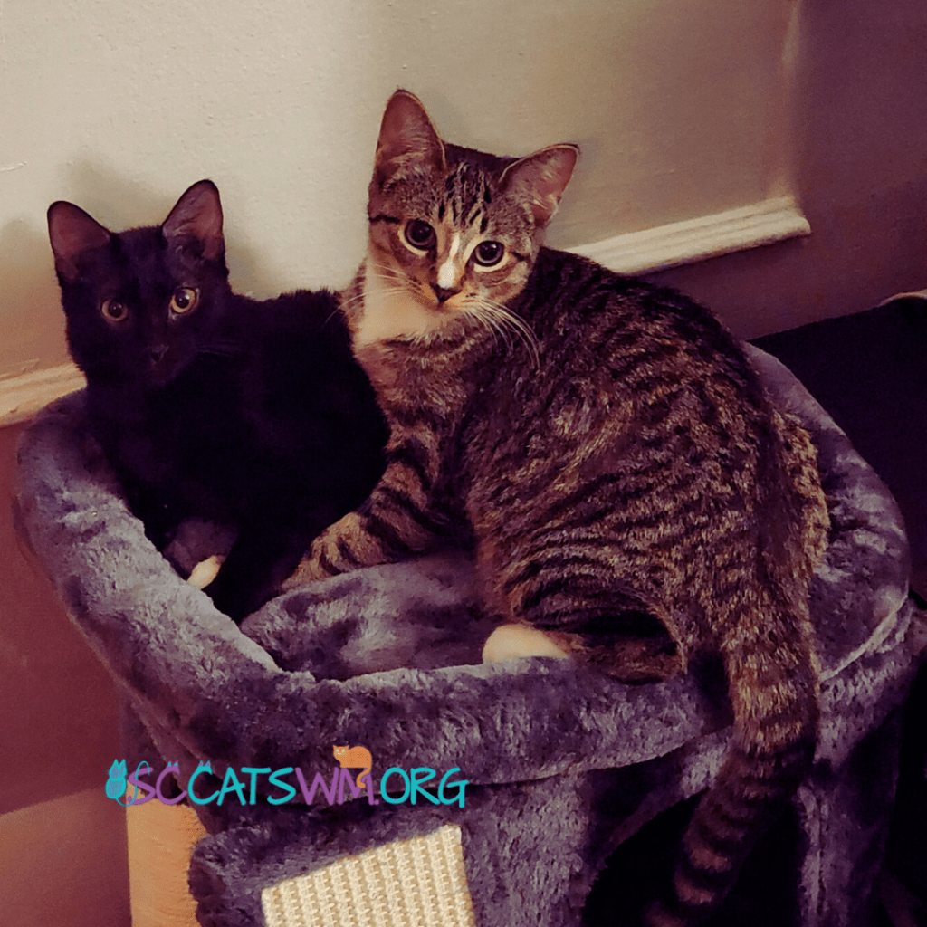 two kittens in grand rapids