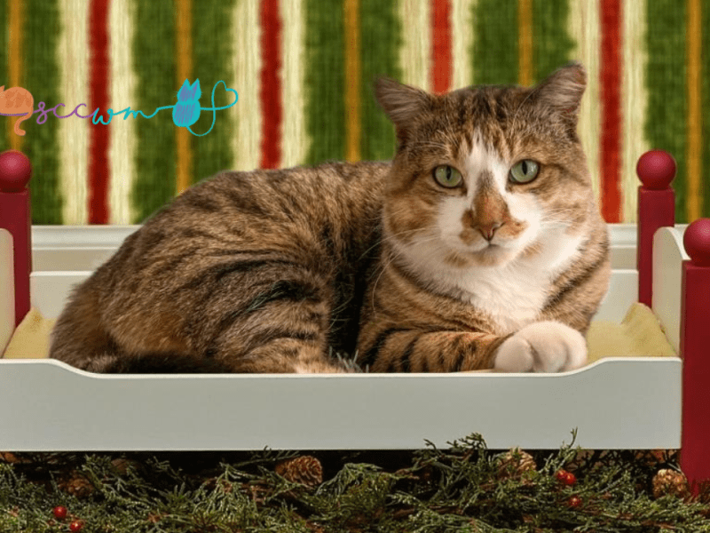 9 Perfect Gifts for Your Cat and&nbsp;Shelters
