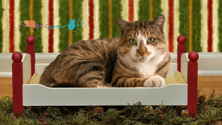 9 Perfect Gifts for Your Cat and&nbsp;Shelters
