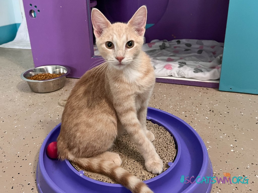 Tac now Lichen from Second Chance cats of west Michigan. A orange tabby cat adopted in 2023