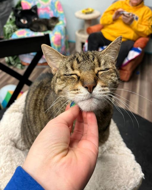 Mr Kitty of SEcond chance cats of West Michigan at the adoption center before getting adopted
