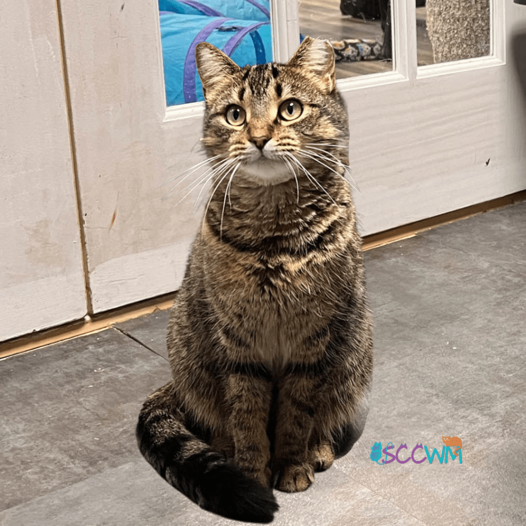 Stevie Nicks a cat at Second Chance Cats of West Michigan