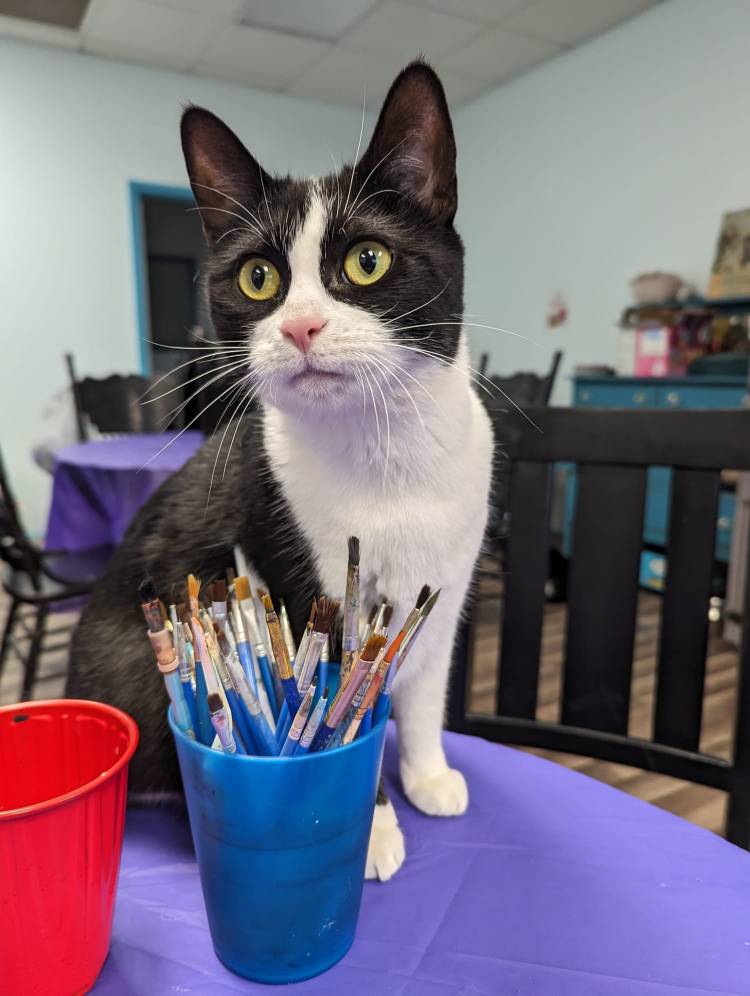 Second Chances cats of West Michigan Ivy