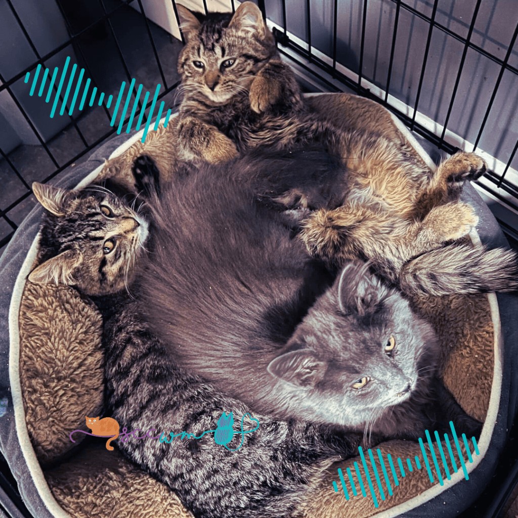 a kitten cuddle puddle of purring cats