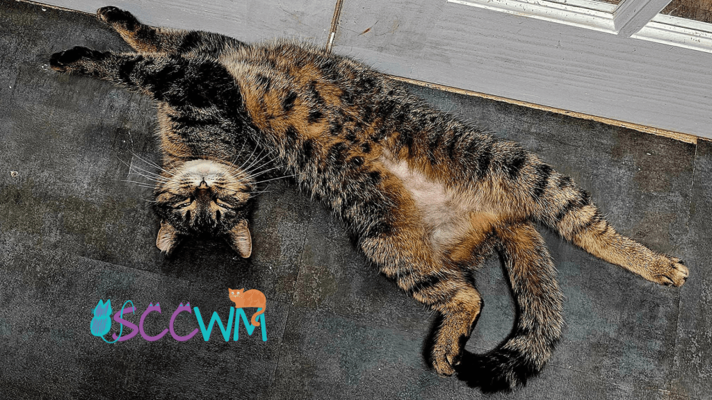 a happy cat in Grand Rapids at Second Chance Cats of West Michigan