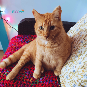 humanely trapping feral cats and getting them spayed or neutered helps control the cat population