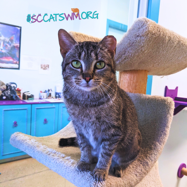 Don't forget to spay or neuter your own pets! TNR'd cats are usually abandoned animals that where not 