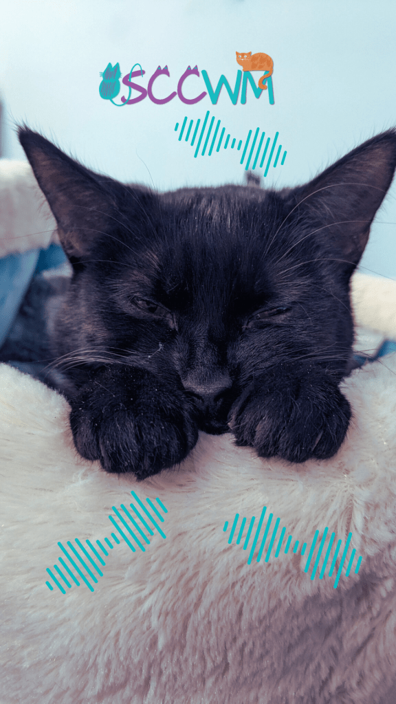 a sleepy kitty purrs in Grand Rapids