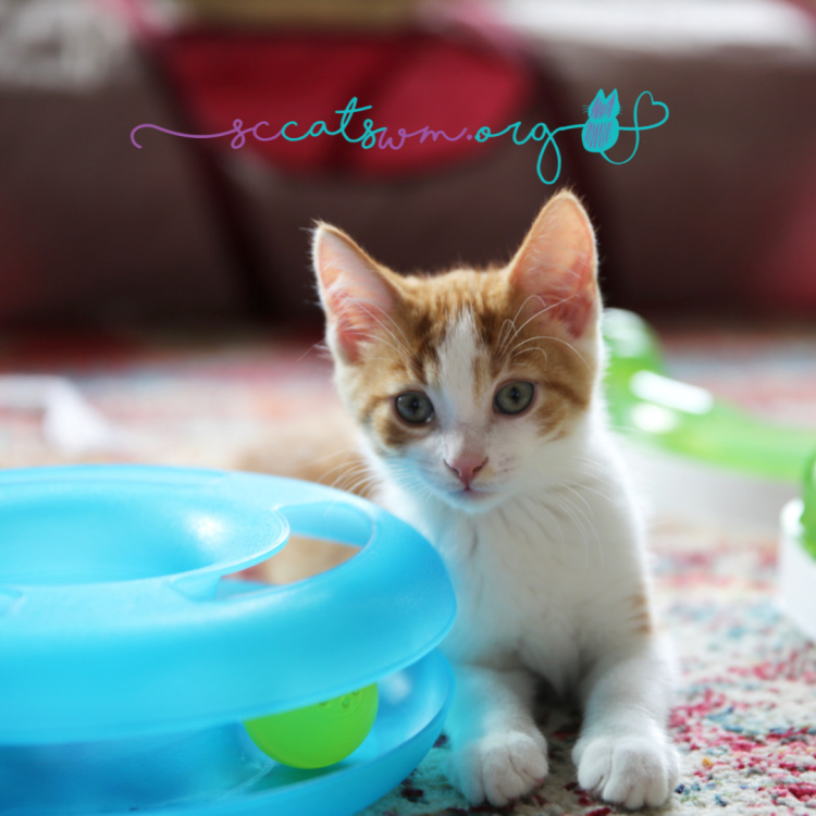 kitten season in grand rapids michigan