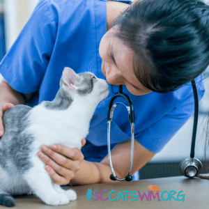 Cat being examined by veterinarian during checkup to assess excessive kneading behavior and potential health concerns